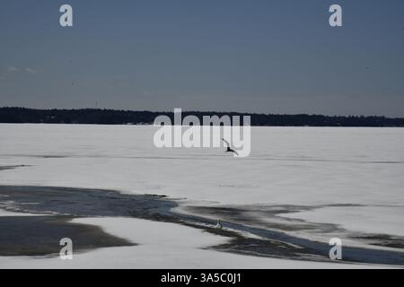 Spring on Lake Nipissing with single seagull in flight Stock Photo