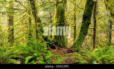 Moss-covered forest landscape in Sooke Potholes Provincial Park, Sooke, Vancouver Island, British Columbia, Canada Stock Photo