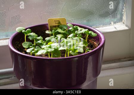 Genovese basil sprouts (Ocimum basilicum), sown in a pot on a patio. Stock Photo