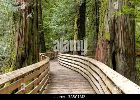 Boardwalk through old growth forest - Cathedral Grove located in MacMillan Provincial Park, near Port Alberni; Vancouver Island, British Columbia, Can Stock Photo