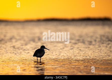 Silhouette of a Lesser Yellowlegs wading in shallow water at sunset, Honeymoon Island State Park, Florida. Stock Photo