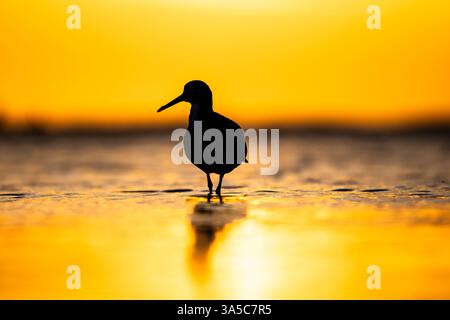 Silhouette of a Lesser Yellowlegs wading in shallow water at sunset, Honeymoon Island State Park, Florida. Stock Photo