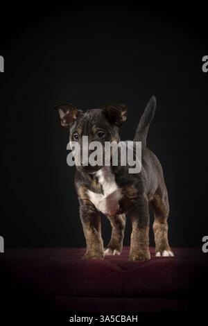 Miniature Bull Terrier Stock Photo