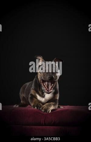 Miniature Bull Terrier Stock Photo