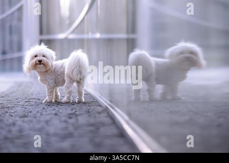 Havanese Stock Photo