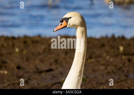 Close-up shot focusing on the head and neck of a mute swan Stock Photo