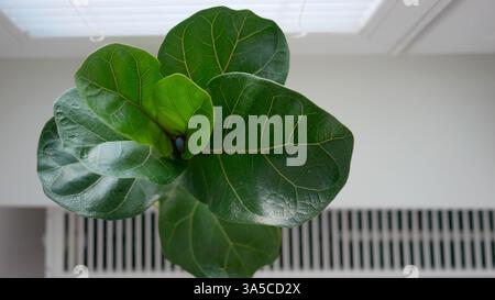 Ficus lyrata in a flowerpot stands on the window. View from above. Stock Photo