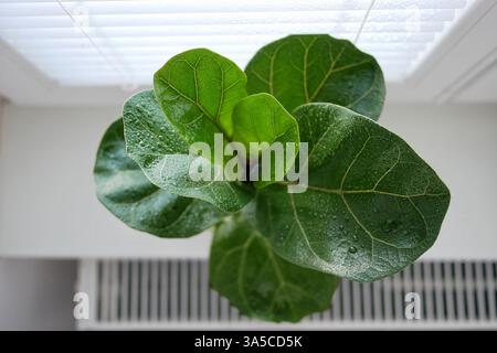 Ficus lyrata in a flowerpot stands on the window. View from above. Stock Photo
