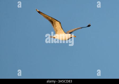 Single seagull in flight against a clear, light blue sky Stock Photo