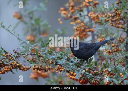 common blackbird Stock Photo
