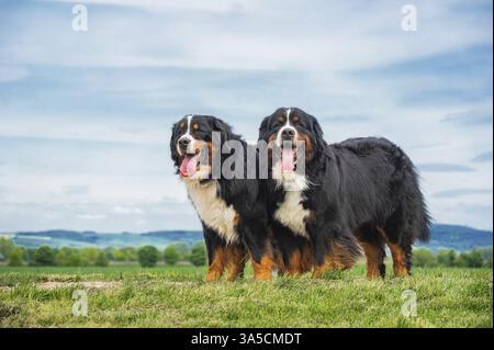 Bernese Mountain Dogs Stock Photo