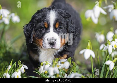 Bernese Mountain Dog Puppy Stock Photo