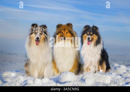 Long-haired collie in winter Stock Photo