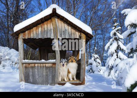 Long-haired collie in winter Stock Photo