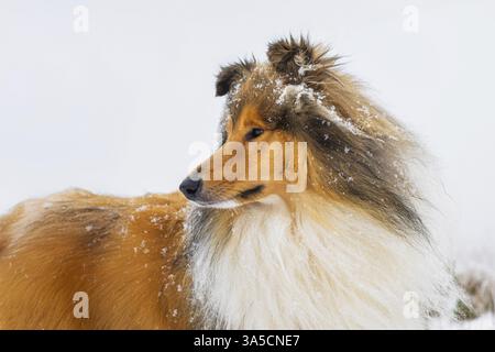 Long-haired collie in winter Stock Photo