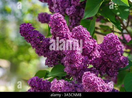 Close up of purple pink Lilac flowers blooming on a bush in Springtime. Stock Photo