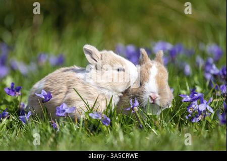 bunny babys Stock Photo
