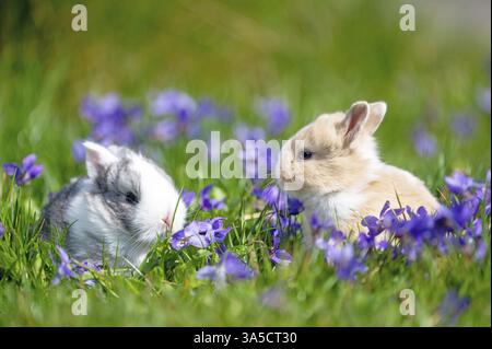 bunny babys Stock Photo
