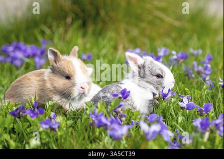 bunny babys Stock Photo