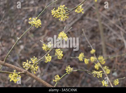 Close-up of the small, yellow flowers of Cornus mas tree on an underfed branch in early spring. Stock Photo