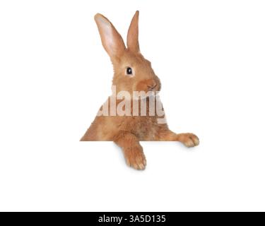 Cute fluffy rabbit peeking out on white background Stock Photo - Alamy