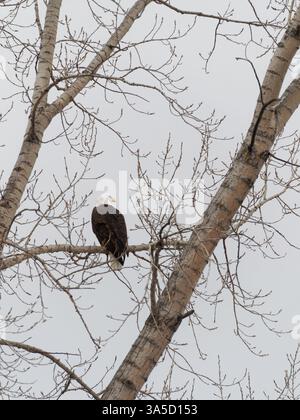 Bald eagle perched on a tree branch, Quebec,Canada Stock Photo