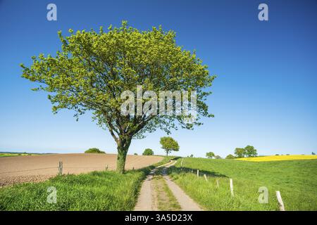 Field path leads through typical landscape with rolling hills, fields and trees under a blue sky in spring, Holstein Switzerland, Schleswig-Holstein, Stock Photo