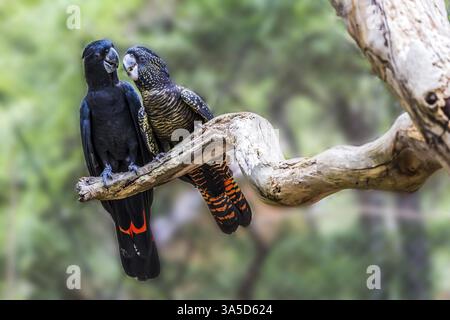 Gentle couple. Pair of parrots are sitting on a dry branch. Budgerigars are small, brightly colored, woody parrots. The concept of exotic and ecologic Stock Photo