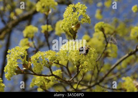 Bumblebee nibbles on Norway maple (Acer platanoides), wild bee, biodiversity, maple, bee pasture, insect pasture, spring, Schwaebisch Hall, Hohenlohe Stock Photo