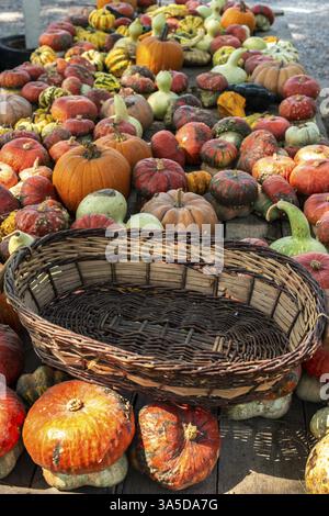 Variety of many pumpkins on the market. Different types pumpkins arranged on wooden table. Pumpkin background. Halloween graphic resources Stock Photo