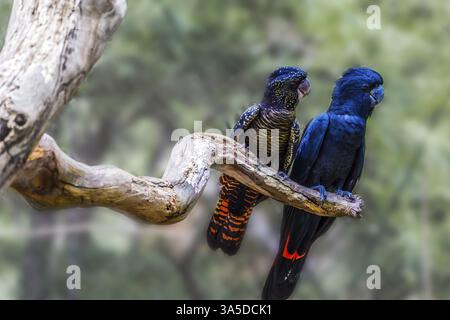 Pair of parrots are sitting on a dry branch. Budgerigars are small, brightly colored, woody parrots. The concept of exotic and ecological tourism Stock Photo