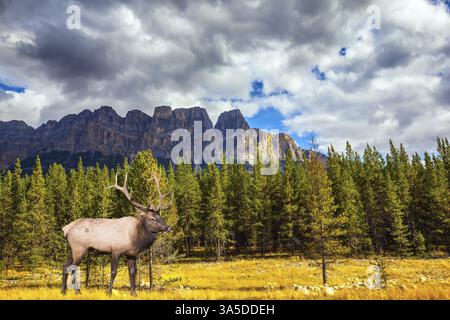 The lush colorful golden autumn in the Rocky Mountains of Canada. Wonderful antlered deer on the edge of pine forest Stock Photo