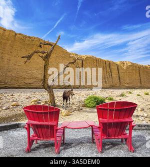 Two convenient red chaise lounges connected by small table stand for tourists. Mountain goat grazing in the dry tree. Walking route on picturesque Bla Stock Photo