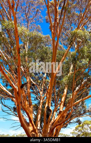 Salmon gum tree, Western Australia Stock Photo
