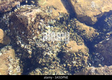 Fingernail clams in large groups on rocks on the shore line of Lake Michigan. Little bay de Noc in Gladstone has a pier with rocks are covered in thou Stock Photo