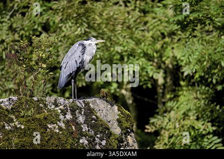 Grey heron (Ardea cinerea), sitting on a rock, Switzerland, Europe Stock Photo