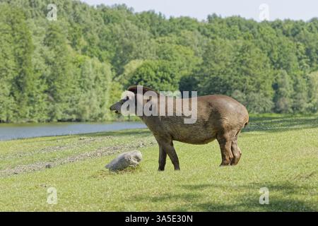 Tapir on green grass. tapir, wetlands, herbivore, endangered, hoofs, conservation, mammals, tapiridae, natural, walking, wild, animal, outdoor, nature Stock Photo