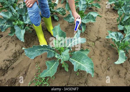 Woman use digital soil meter in the soil. Cabbage plants. Sunny day. Plant care in agriculture concept Stock Photo