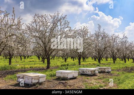 Blooming almond grove. Bee hives stand between rows of trees. Early spring in Israel. Low trees grow in even rows. Lush green grass grows between the Stock Photo