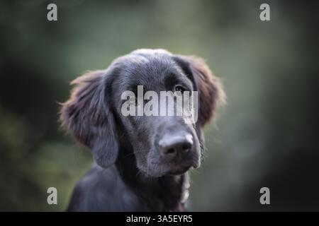 young Flat Coated Retriever Stock Photo