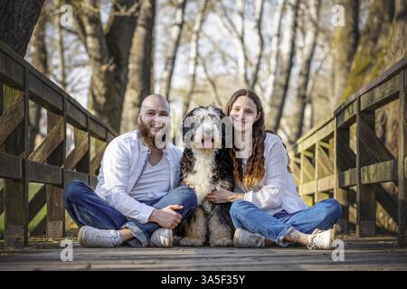 Bernedoodle Stock Photo