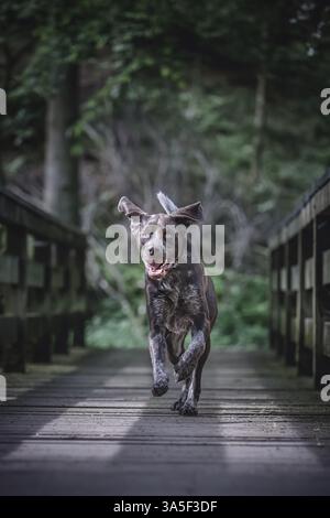 Wirehaired Lab Labrador retriever and German shorthaired pointer dogs playing with a ...