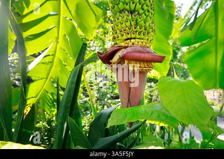 cluster of young banana in banana tree Stock Photo