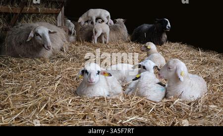 A group of newborn lambs lie in a stable filled with hay Stock Photo