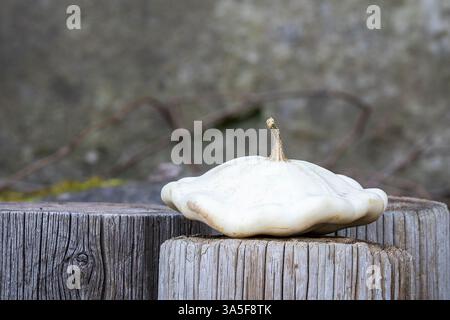 Ripe white pattypan squash (Cucurbita pepo) on wood stump. Summer squash or white squash patty pan on the plastered background. Vegetable background. Stock Photo