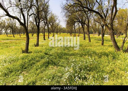 Green carpet of spring grass, colorful wild flowers and swollen buds on trees. Pine, sycamore and other trees are good in forest plantations. Kibbutz Stock Photo