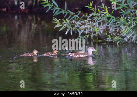 Mandarin Duck and its ducklings swimming on the River Wear, County Durham, England, UK. Stock Photo