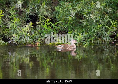 Mandarin Duck and its ducklings swimming on the River Wear, County Durham, England, UK. Stock Photo