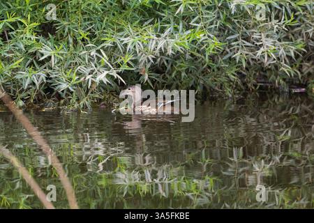 Female Mandarin Duck foraging in the River Wear, County Durham, England, UK. Stock Photo
