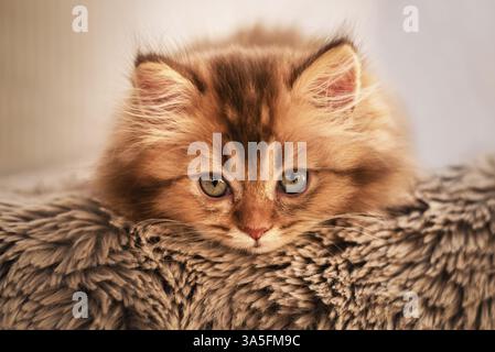 German Longhair Cat Stock Photo